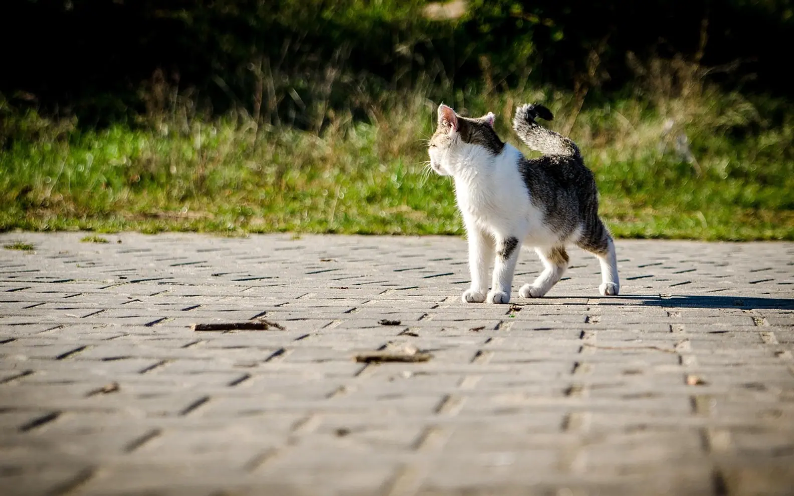 Cat, kitten and nature