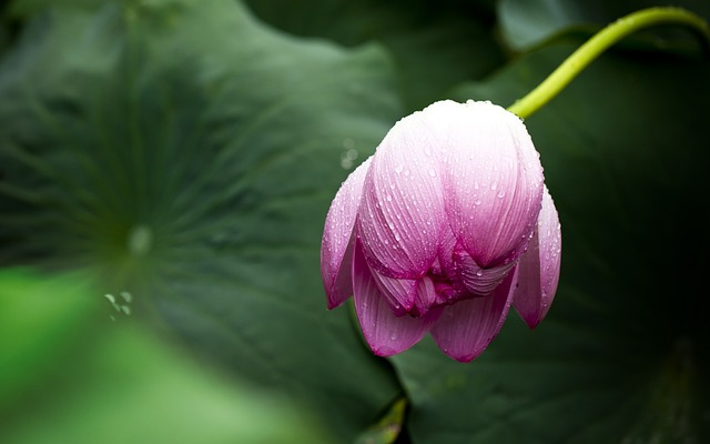 The Symbolism Behind The Lotus Flower
