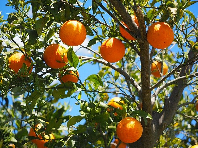 What you didn’t know about Orange trees