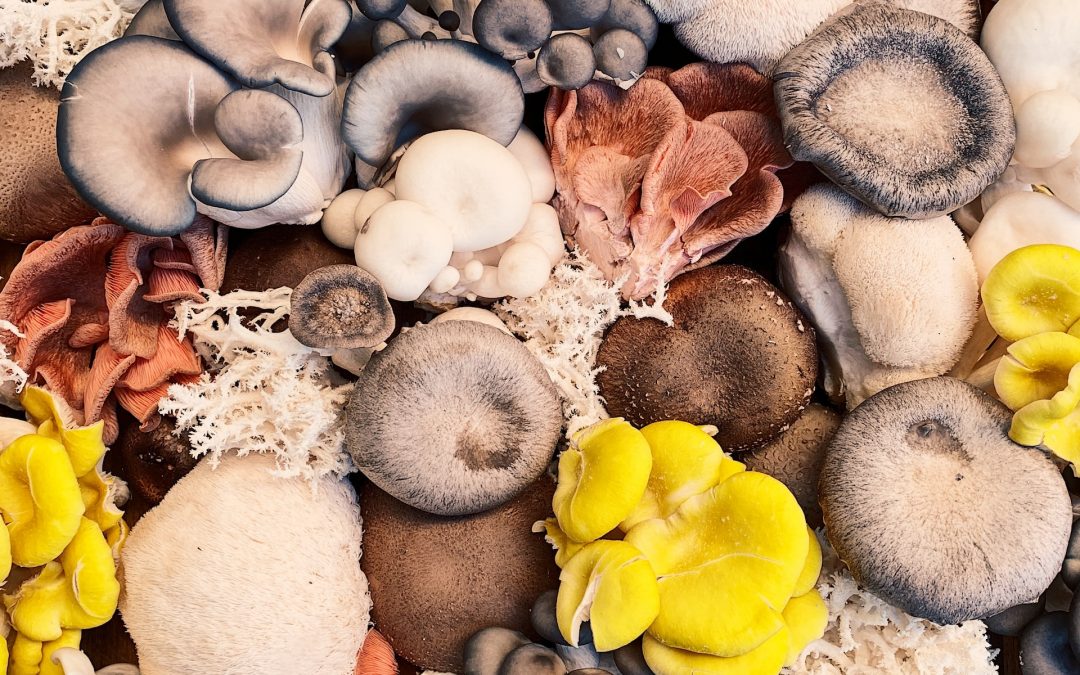 The True Power of Mushroom Spores that Most People Don’t Know About!